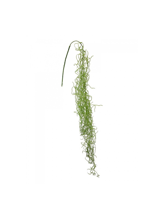 Tillandsia curvata vert 115cm