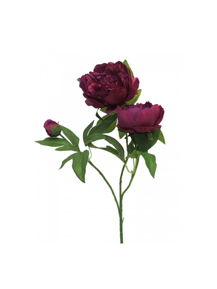 Pivoine Duchesse pourpre  3 boutons 70 cm