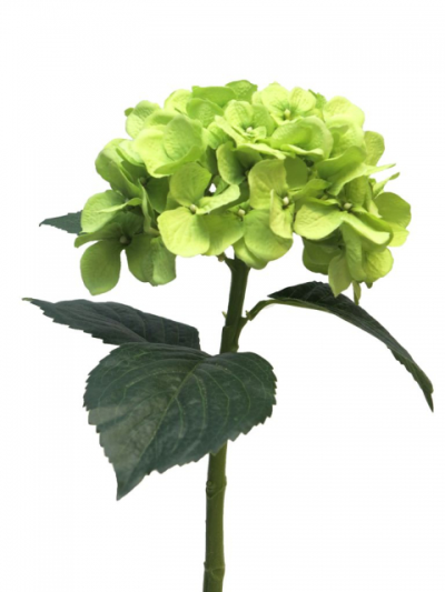 Hydrangea Artist vert 48 cm