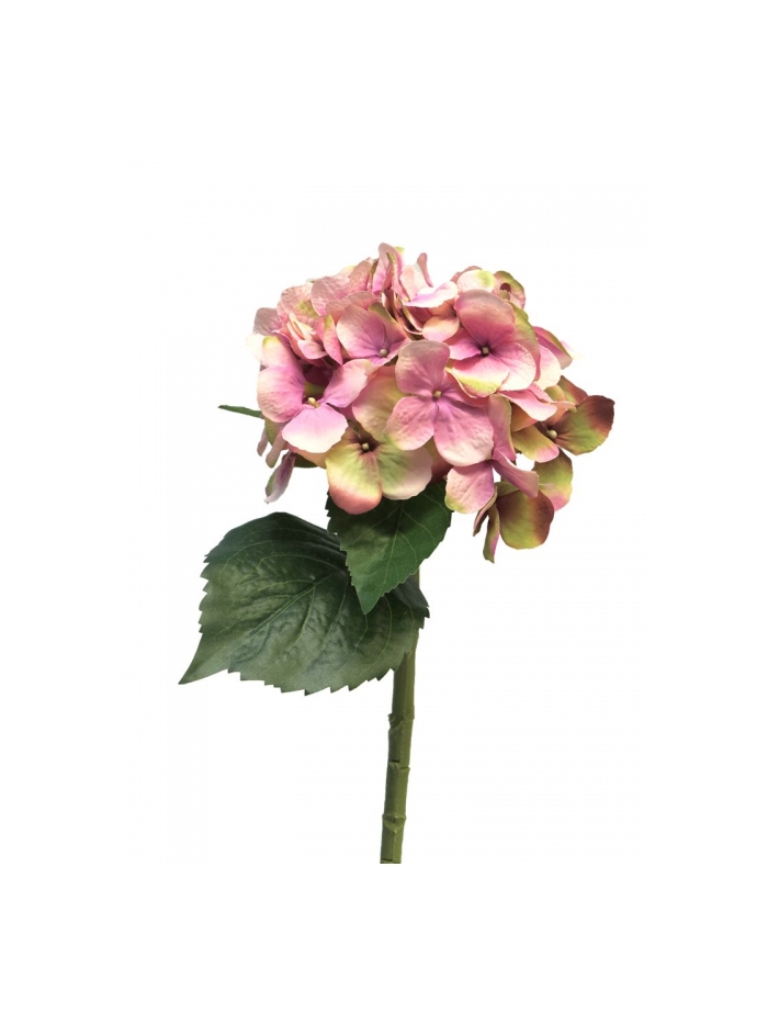 Hydrangea Artist rose 48 cm