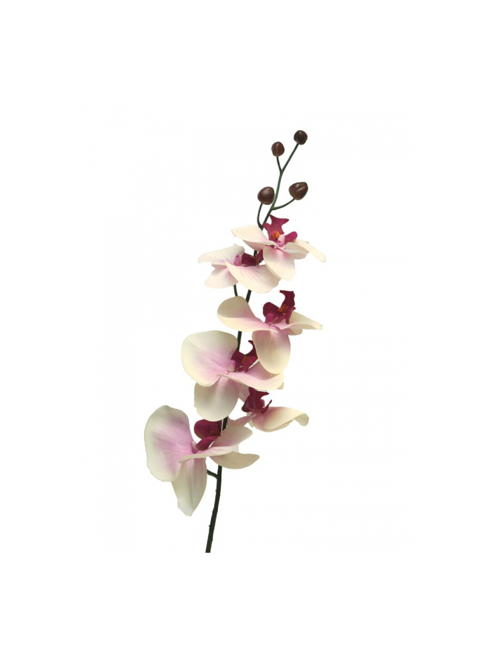 Phalaenopsis fuchsia 77cm